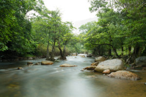 Rain forest stream