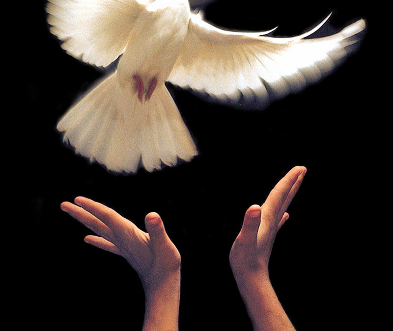 Hands Releasing Dove